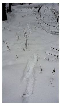 Snow tracking