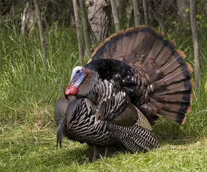 Where and When hunt turkeys