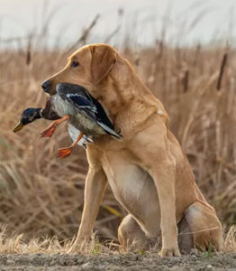 Waterfowl hunting dog breeds