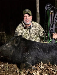 Feral pigs bow hunting