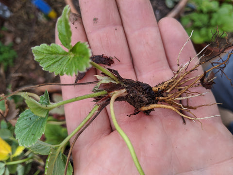 Strawberry Propagation - Rejuvenating and expanding your strawberry pl –  Page 20 – Truly Garden