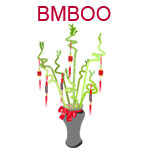 BMBOO A lucky bamboo plant