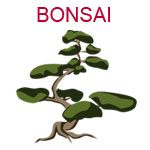 BONSAI A bonsai tree