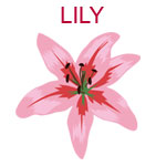 LILY A pink lily