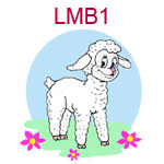 LMB1 White lamb with three flowers on blue background