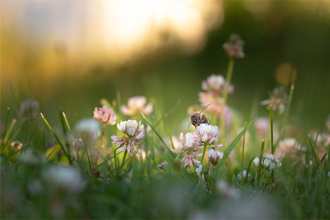 Plant a bee garden