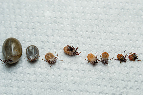 Find a tick? Gauge its size.