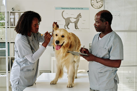 Help them build a relationship with your veterinarian.
