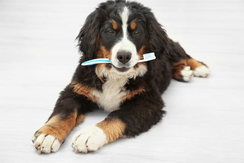 Mind doggie dental care.