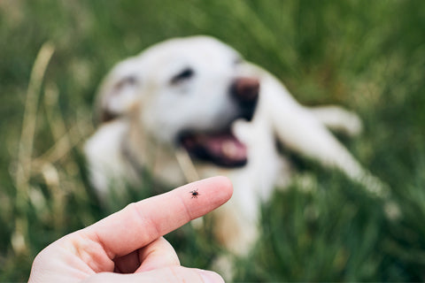 Pets can be affected by ticks, too. – TRUE
