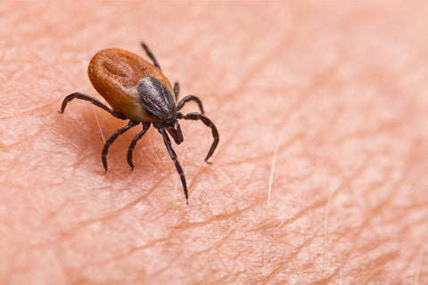 Once a tick attaches, they immediately begin infecting the host. – FALSE