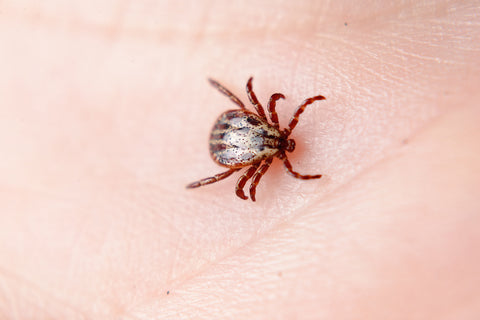 Ticks