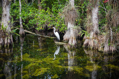 There are more than 70 threatened or endangered species and plants living in the Everglades