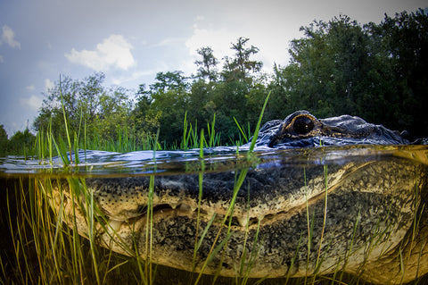 The Everglades are the only place in the world that alligators and crocodiles coexist