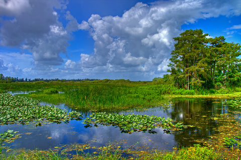 The Everglades are over 5,000 years old