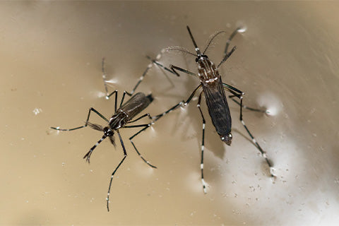 Difference Between Male and Female Mosquitoes