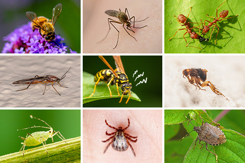 The Low-Down on Spring Bugs:  Which Insects Come Out in Spring and How Should I Prepare?