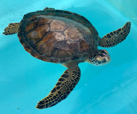 Loggerhead Marine Life turtle