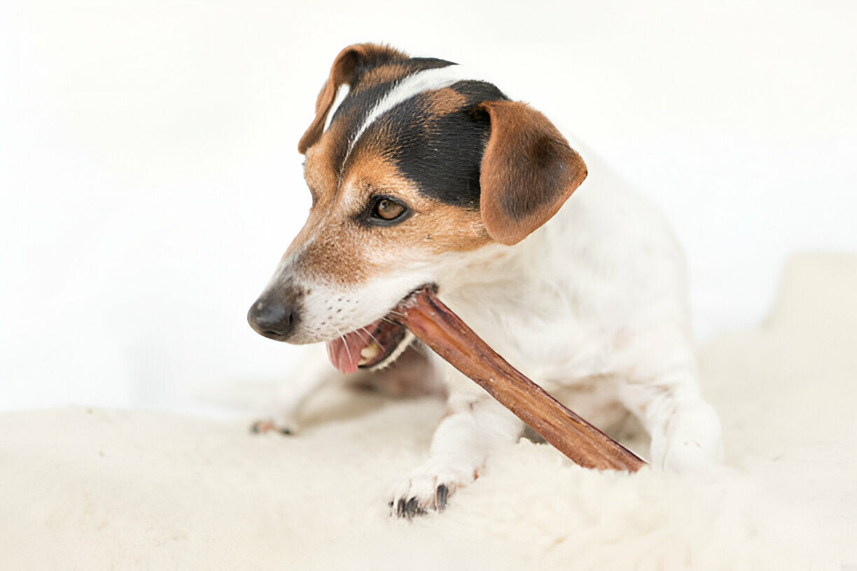 Best Dental Treats for Dogs