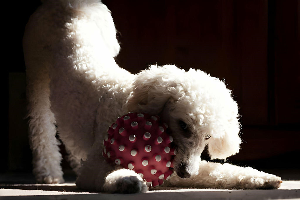 Top 6 Best Enrichment Toys for Dogs to Beat Boredom