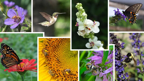 Protect The Pollinators