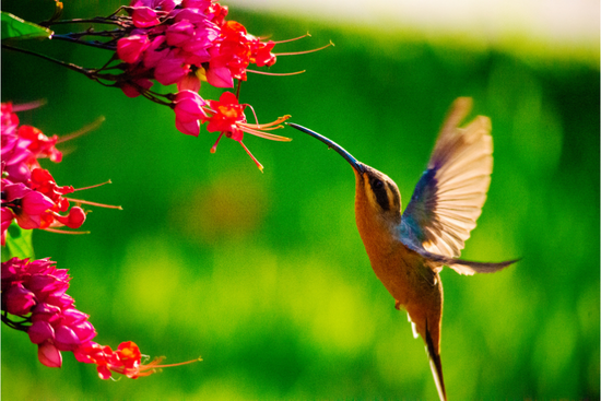 Hummingbird Information