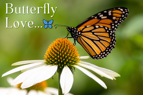 Butterfly on Coneflower