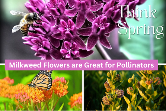 Milkweed for pollinators