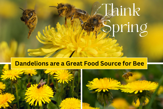 Dandelions and honey bees