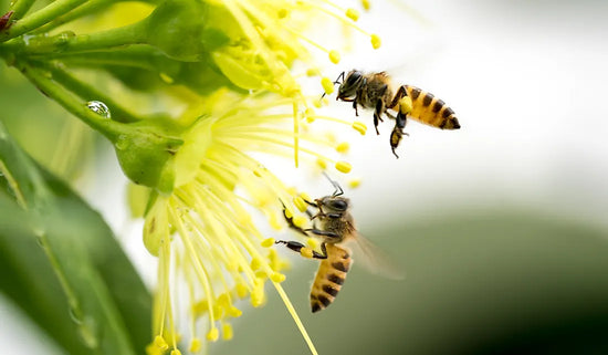 Bee on yellow Blossom