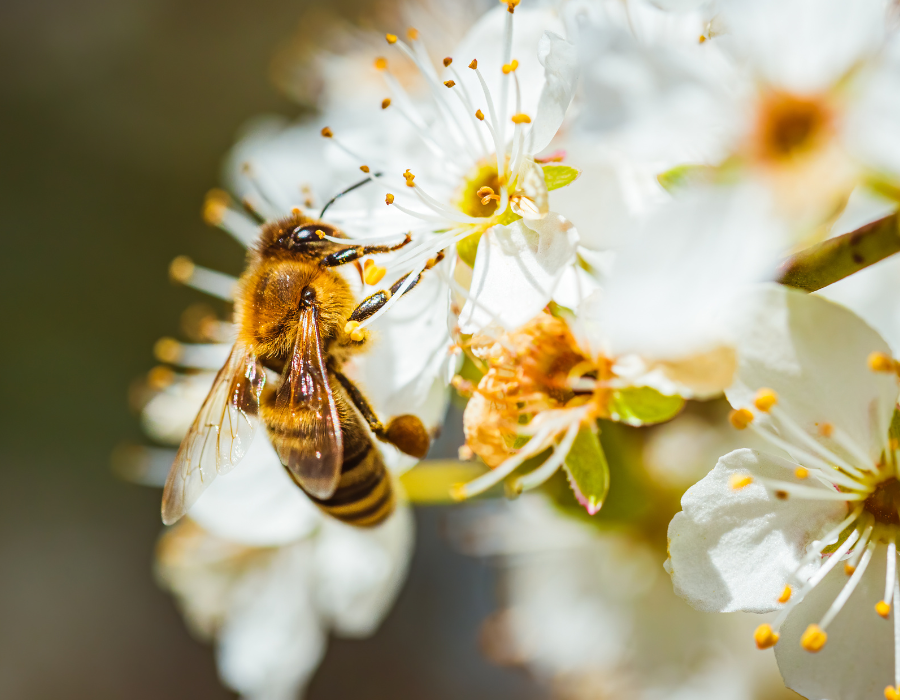 bee on flowers