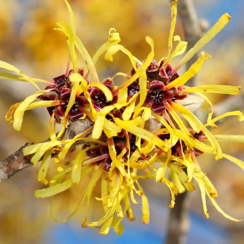 anacare witch hazel