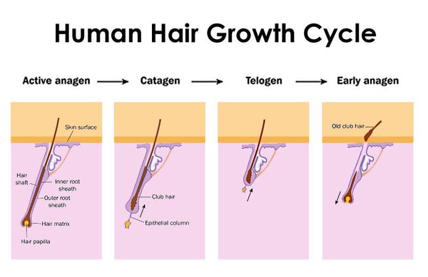 stages-of-the-hair-growth-cycle-dermmatch-uk