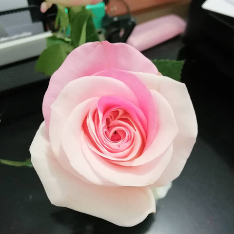 Rosas (Roses)