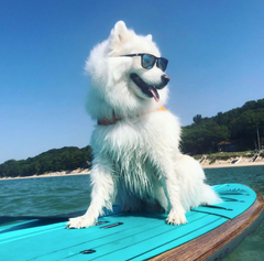 A dog on a Cruiser SUP stand up Paddle board