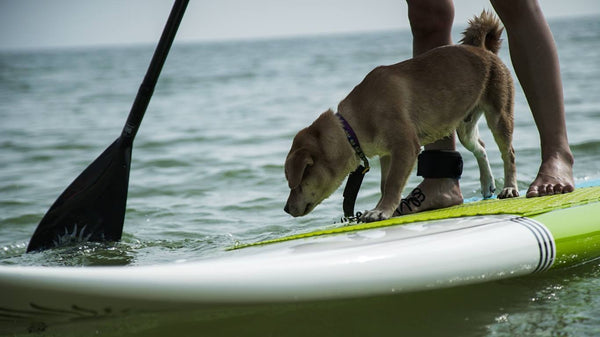 How To Paddle Board With Your Dog: The Complete SUP Guide