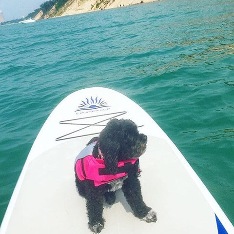 A dog riding a stand up paddle board while wearing a life jacket