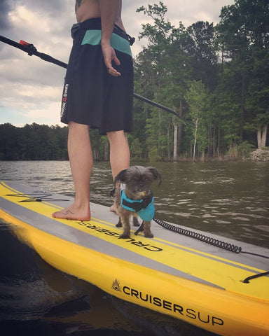 A small dog on a stand up paddle board