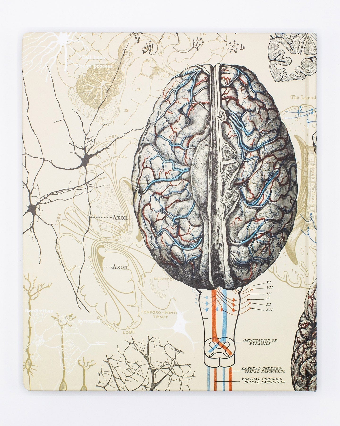 Brain & Neuroscience Lab Notebook – Cognitive Surplus