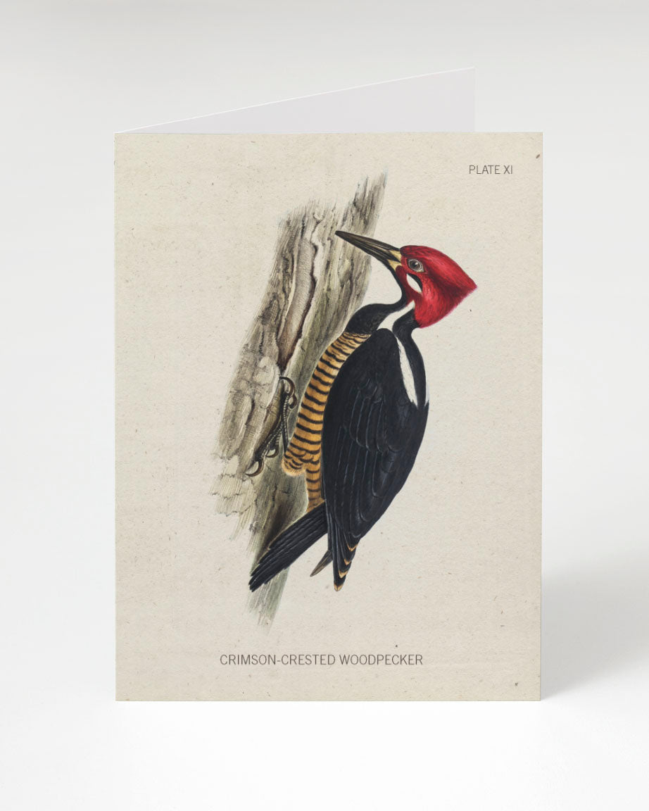 Woodpecker Greeting Card