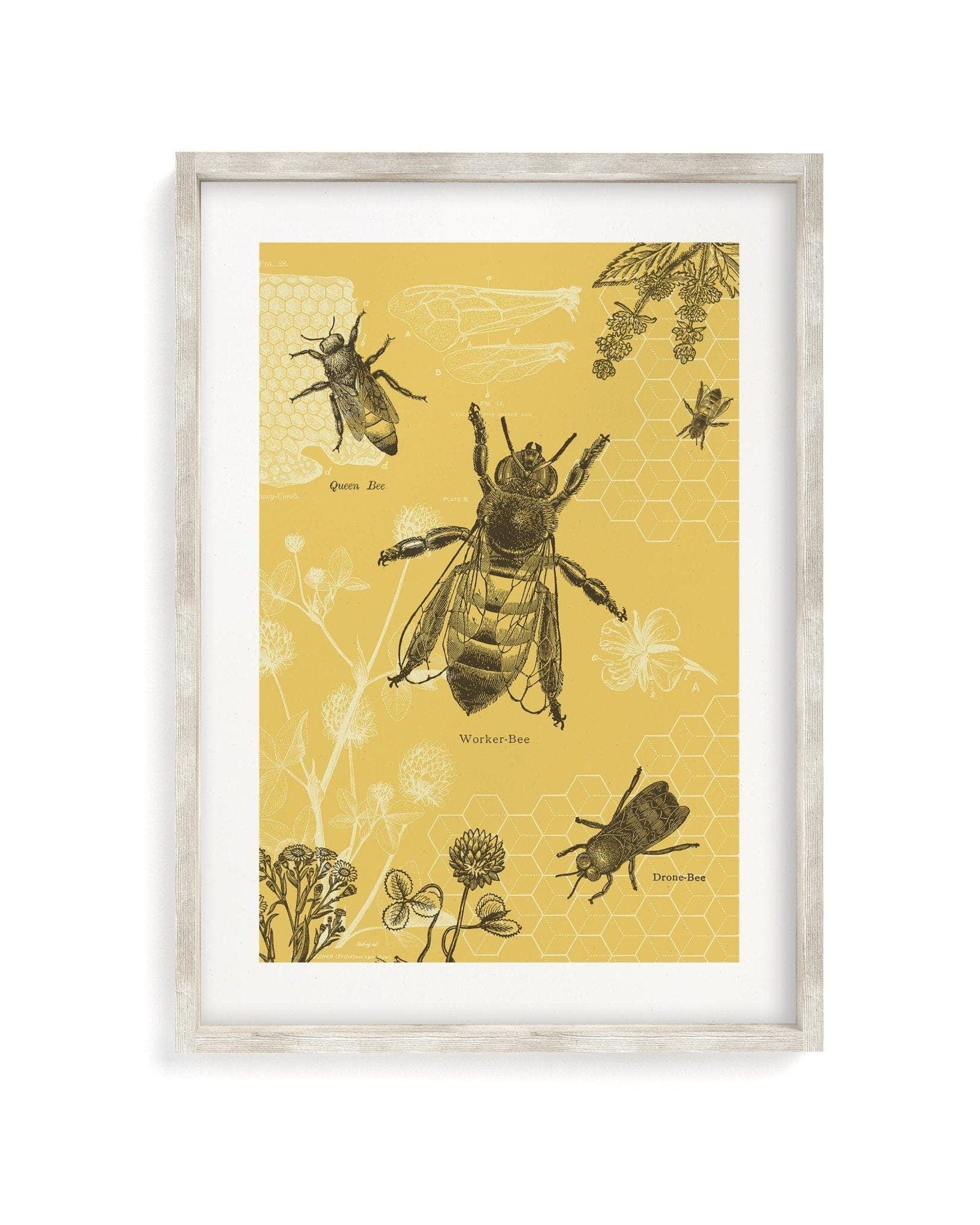 queen bee scientific illustration