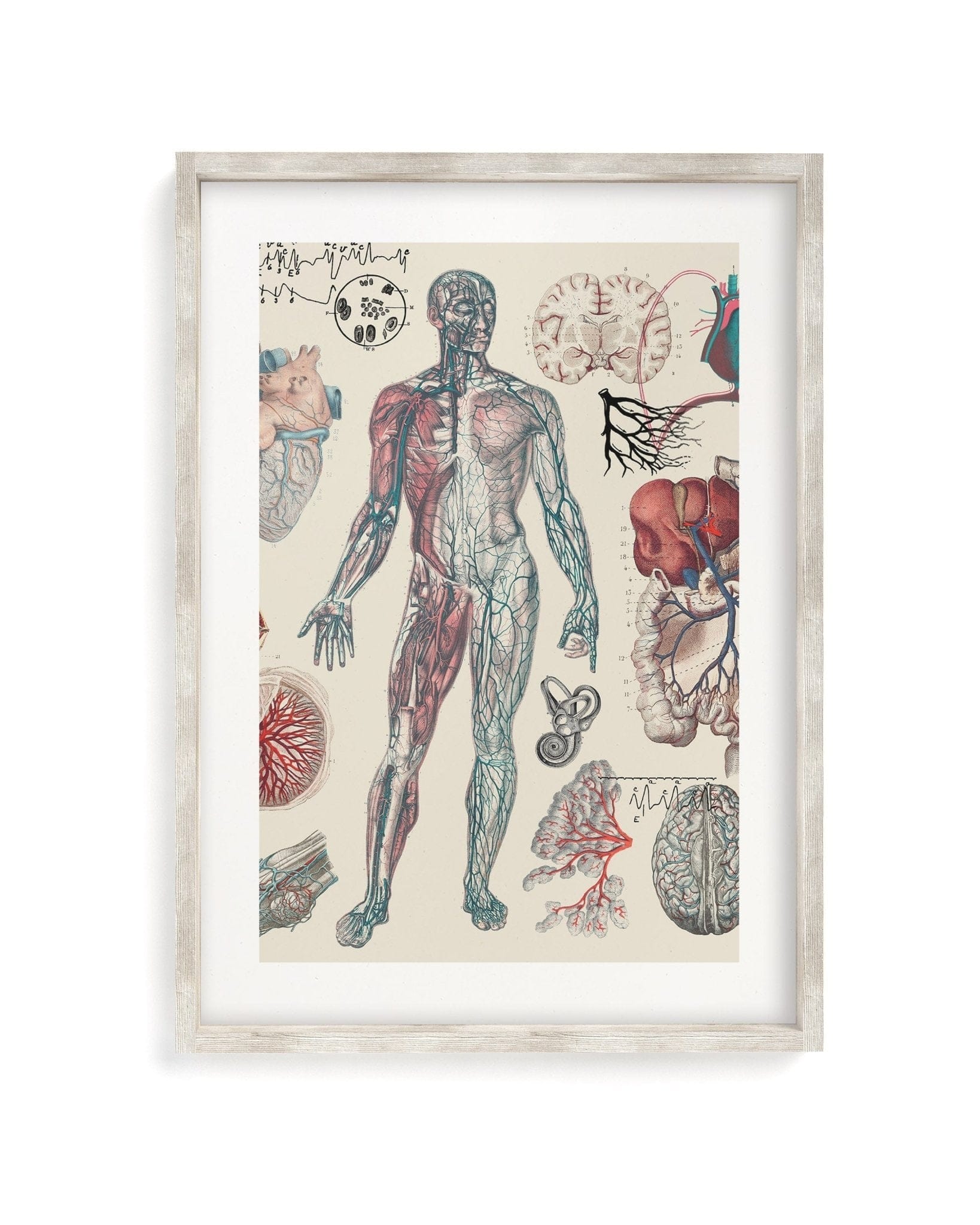 Anatomical Heart Washi Tape – Cognitive Surplus EU