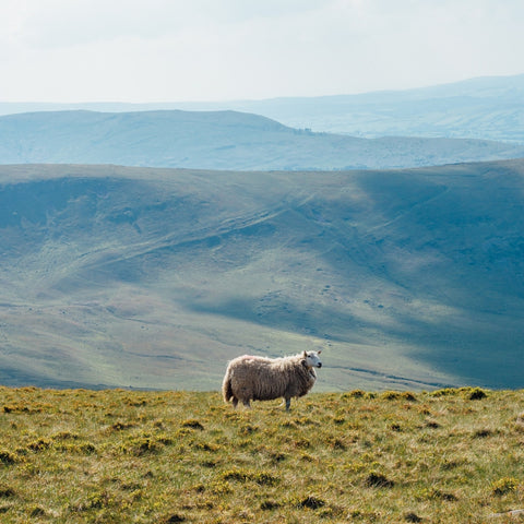 Schaf auf einem Hügel