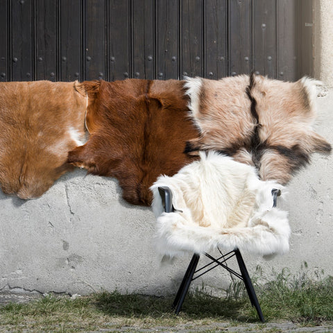 Ziegenfelle aus Tibet hängen über einen Mauer