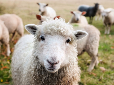 Neuseeländische Schafe