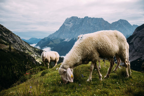 Schafe grasen in der Natur