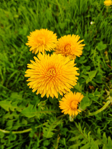 Dandelion plant