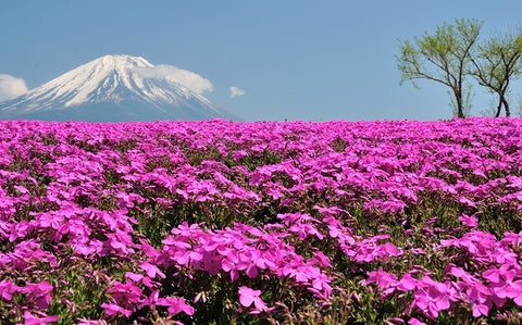 Shibazakura flower