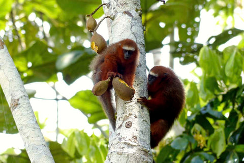 see monkeys and wildlife on an amazing trail in the Ecuador Rainforest 