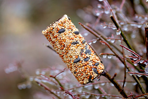 toilet roll bird feeder with blossom background 